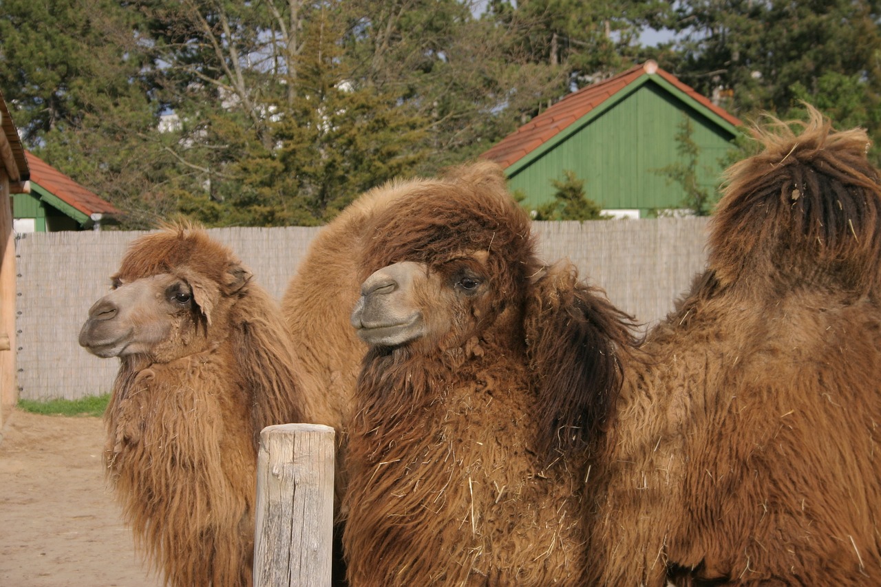 camel  zoo  bump free photo