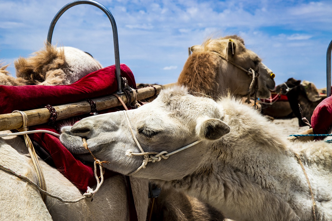 camel  white  animal free photo