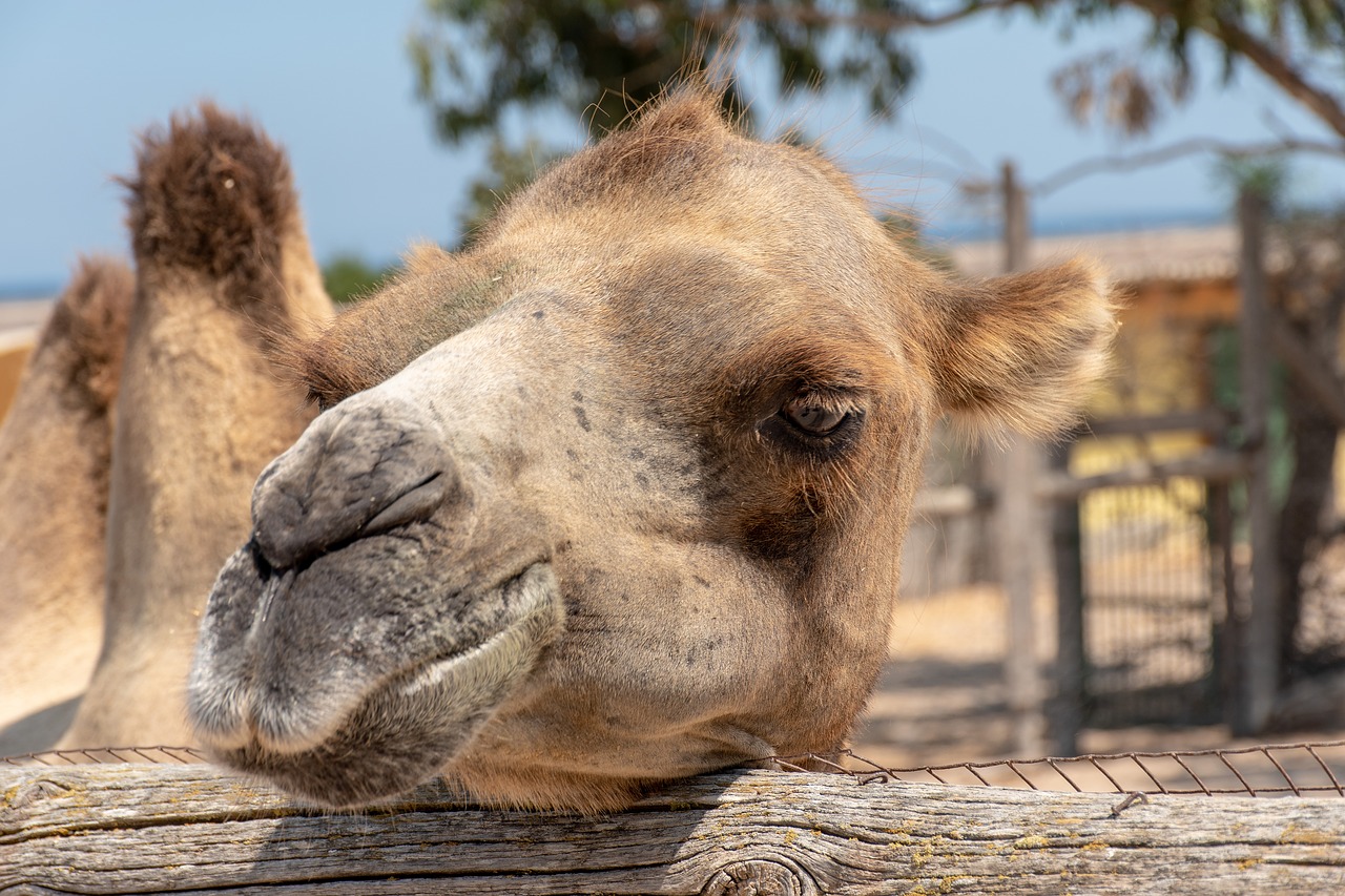 camel  animal  desert free photo