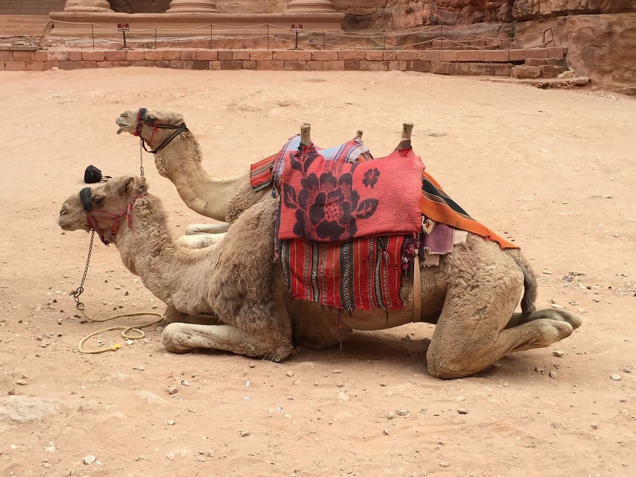 camel  camels  sitting camel free photo