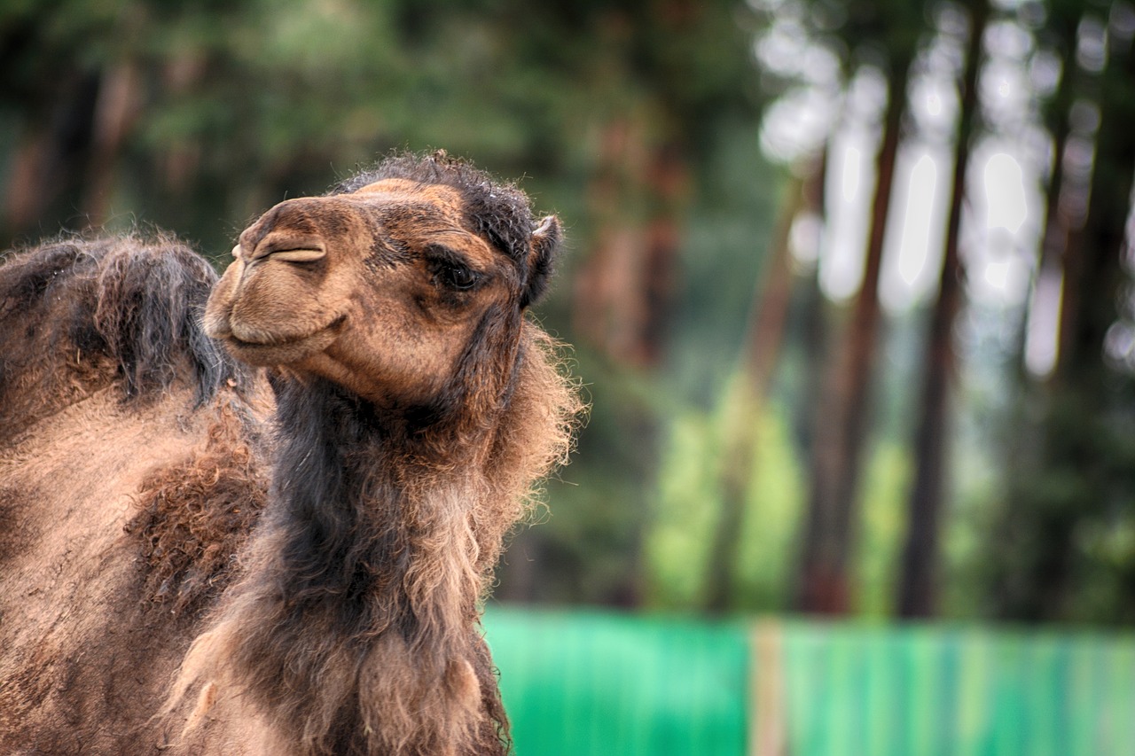 camel  dromedary  animal free photo