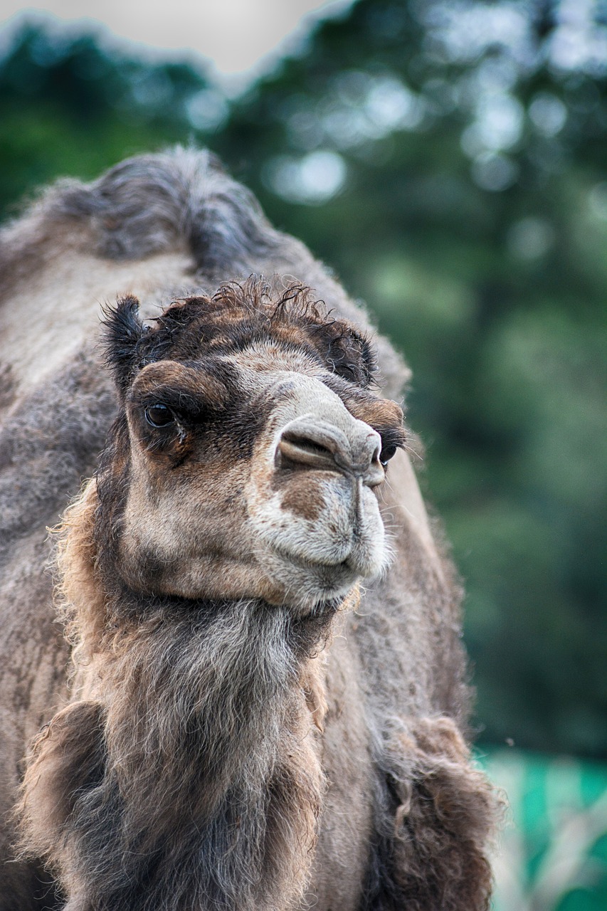 camel  dromedary  animal free photo