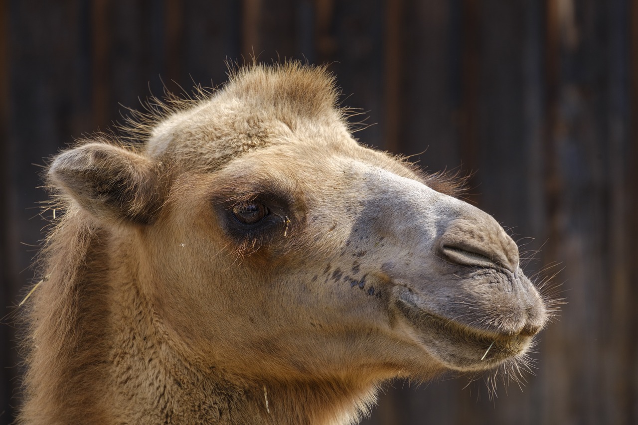 camel  dromedary  livestock free photo