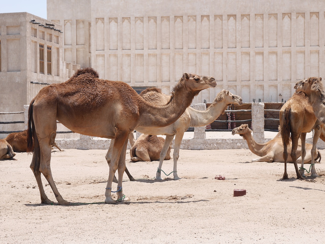 camel  doha  hot free photo