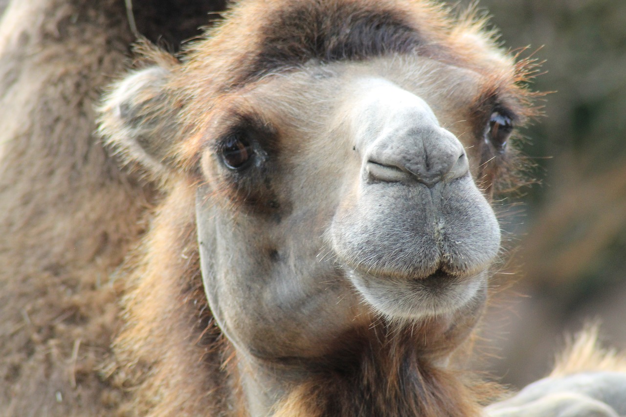 camel  zoo  desert animal free photo