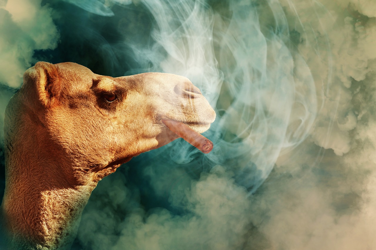 camel  cigar  smoke free photo