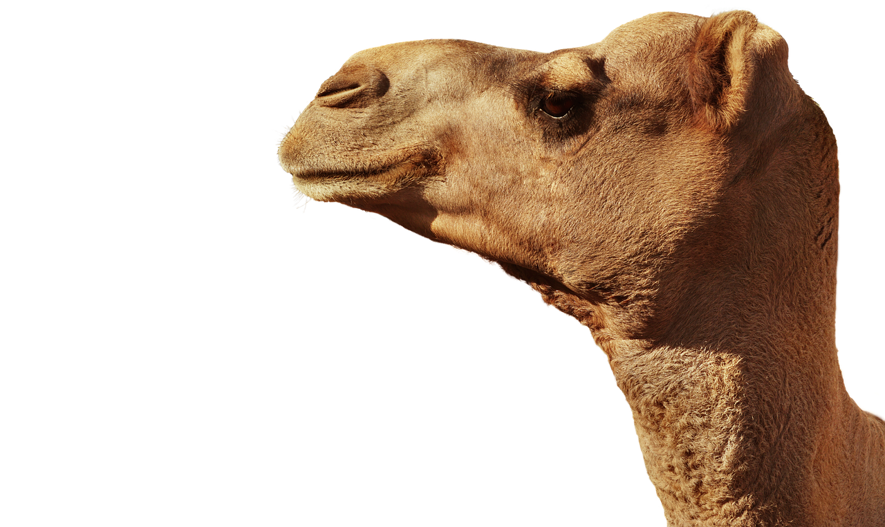 camel  animal  animal head free photo