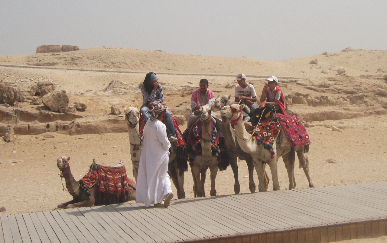 camel  desert  arab free photo