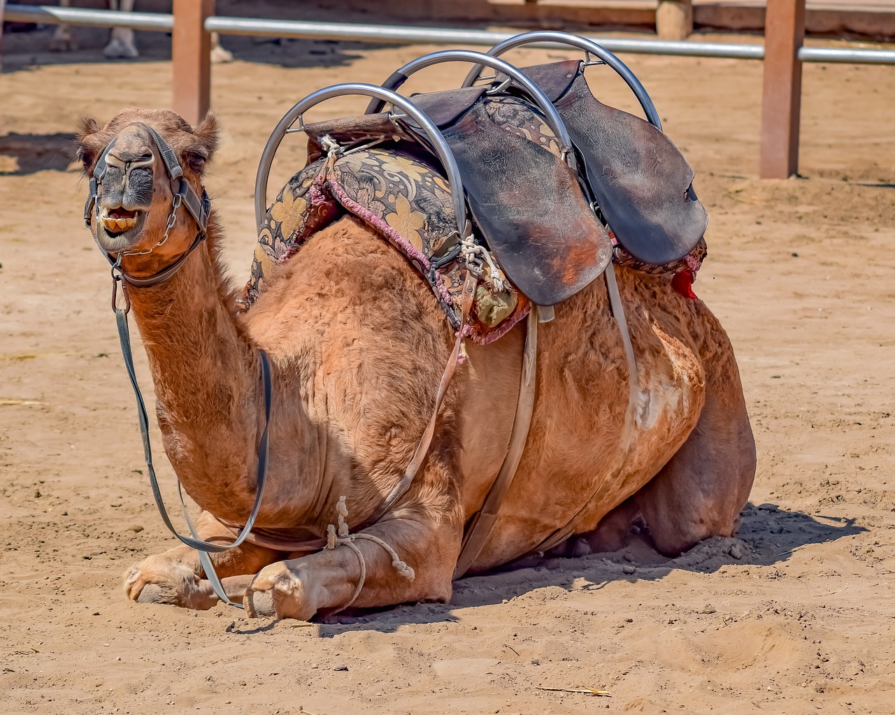 camel  sitting  animal free photo