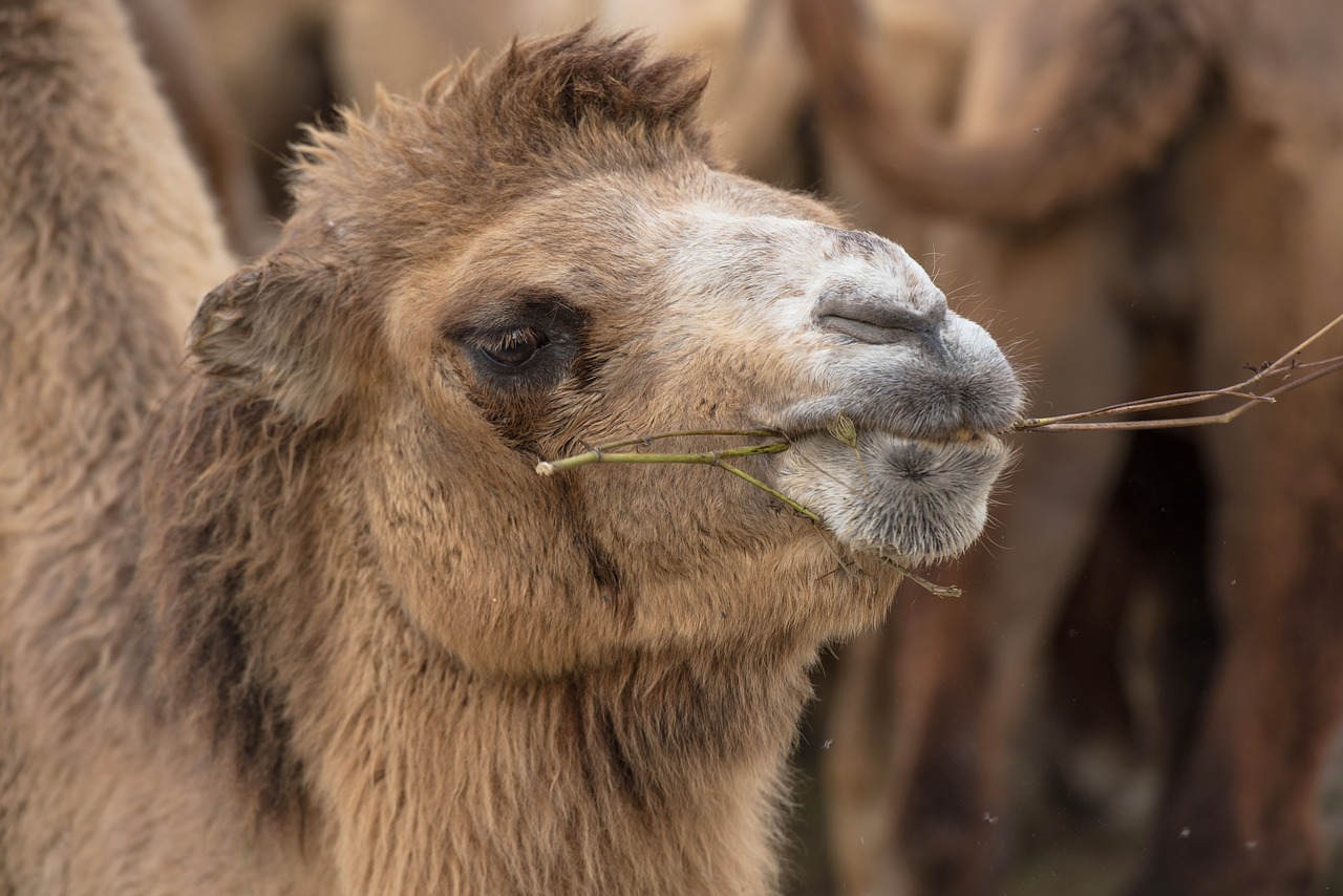 camel  chew  eat free photo