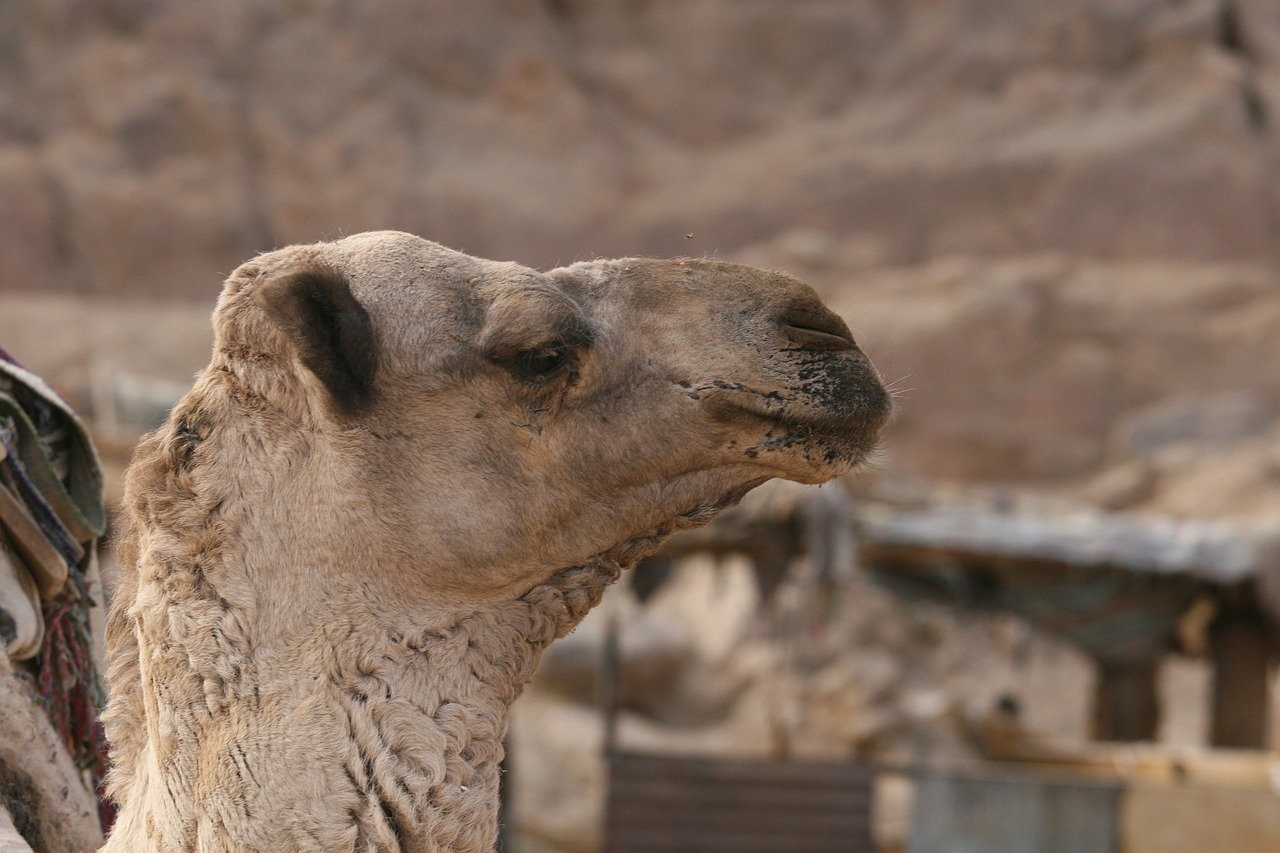 camel animal portrait free photo