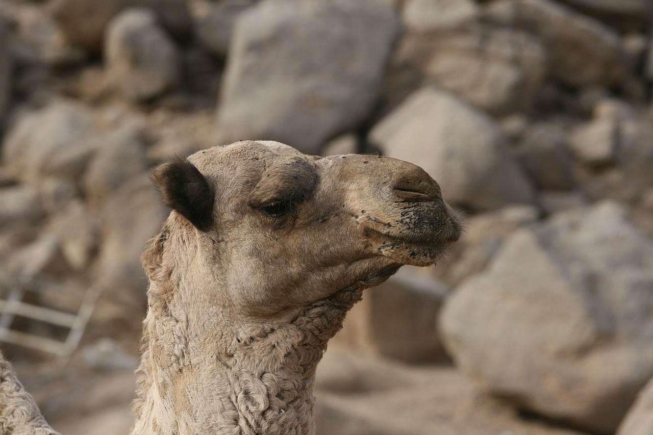 camel animal portrait free photo