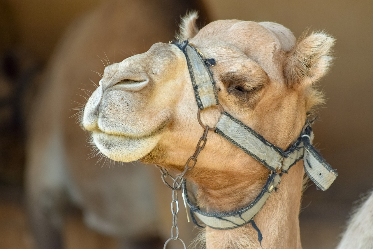 camel  head  animal free photo