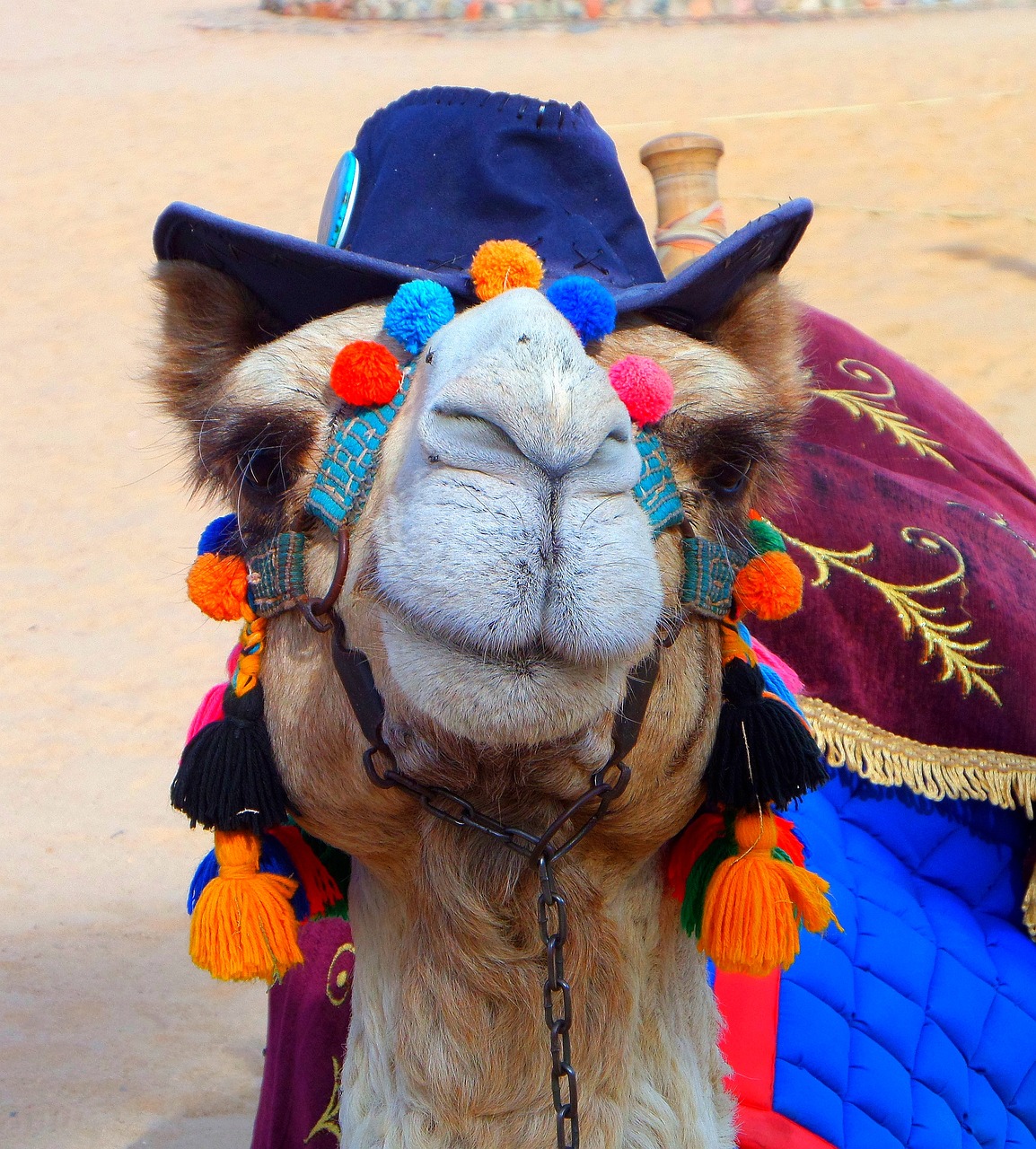 camel  fun  hat free photo