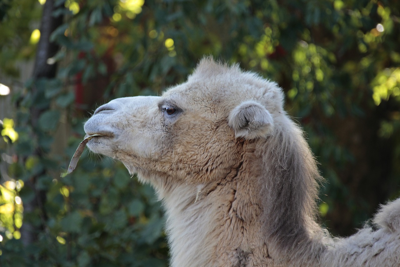 camel  nature  animal free photo