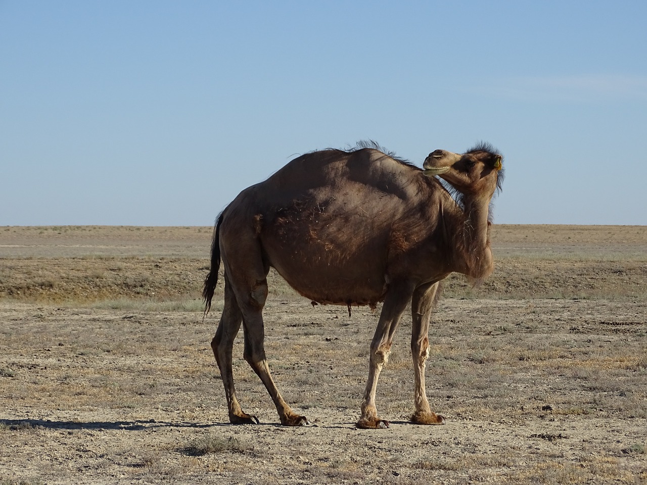 camel  steppe  desert free photo