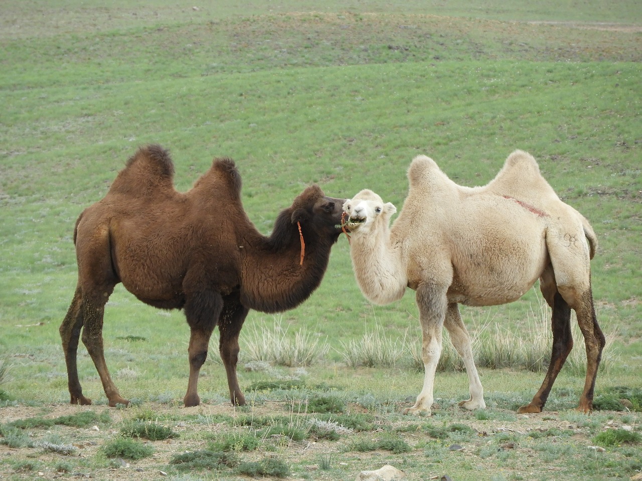 camel  steppe  desert free photo