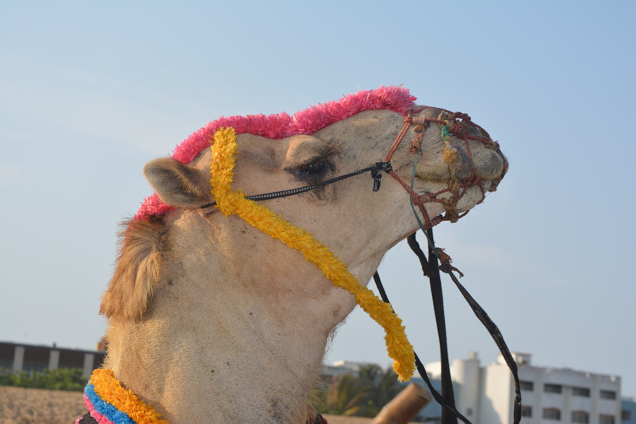 camel  camel at the beach  camel ride free photo