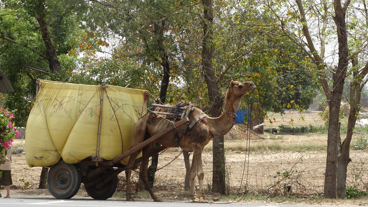 camel  transport  india free photo