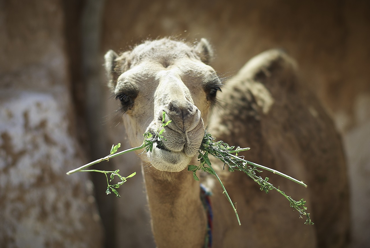 camel  travel  animals free photo