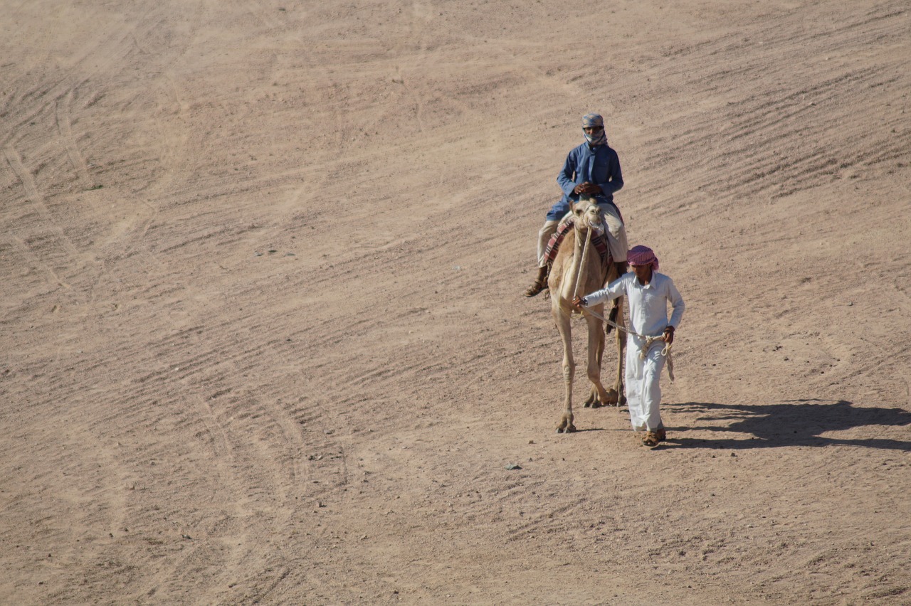 camel  animal  desert free photo