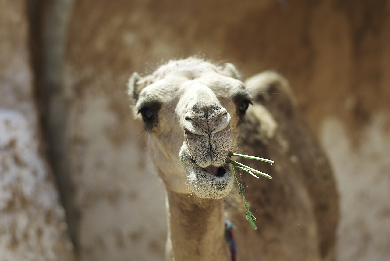 camel  tunisia  animal free photo