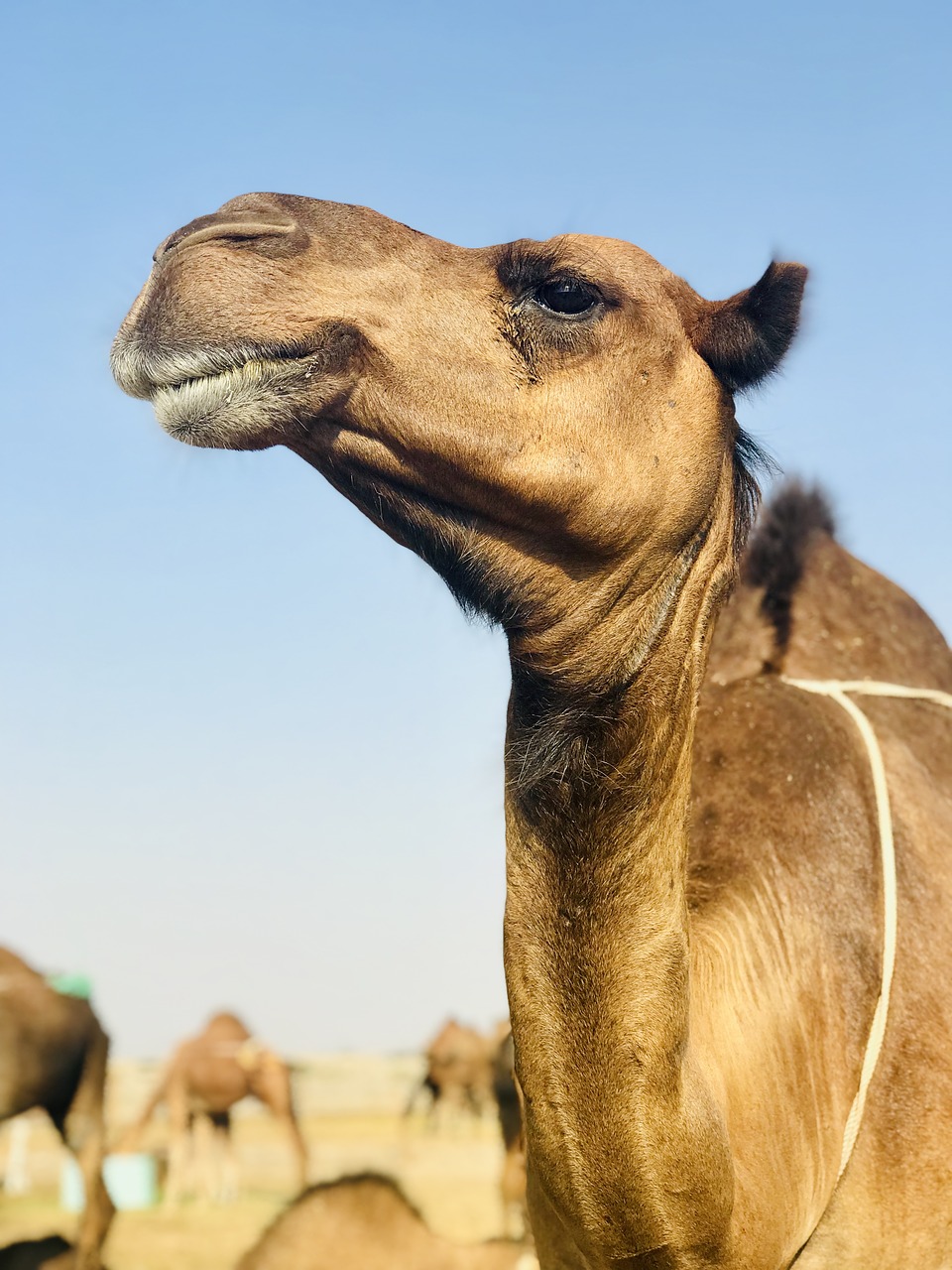 camel  animal  arab free photo