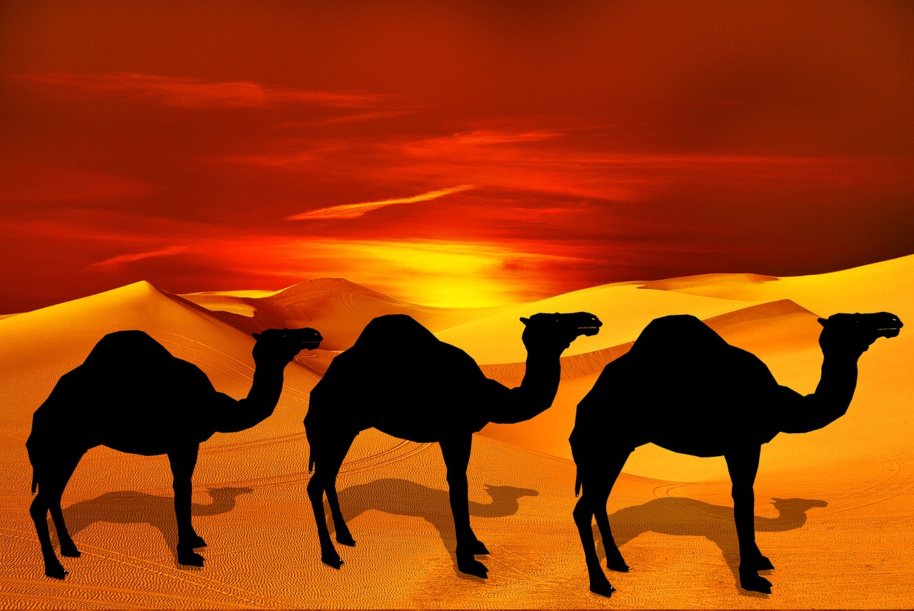 camel  desert  sand free photo