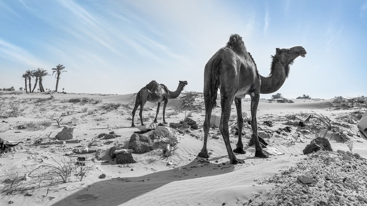 camel  desert  arabia free photo