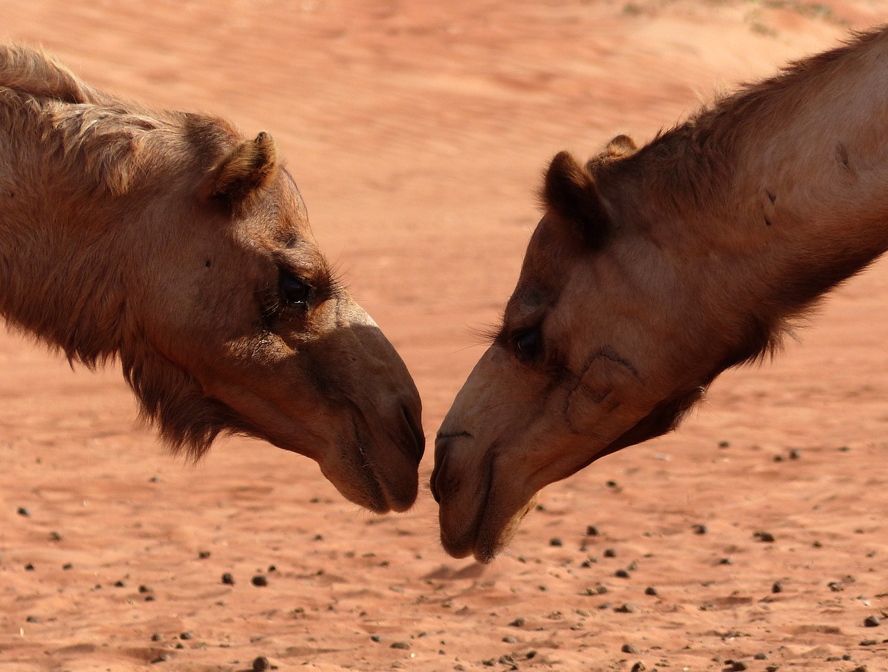 camel  desert  oman free photo