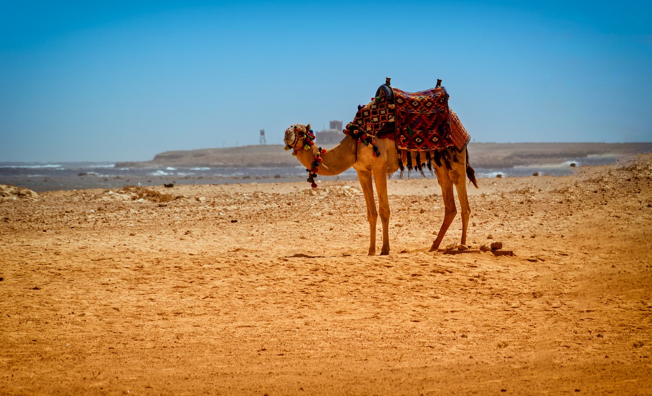 camel  desert  egypt free photo