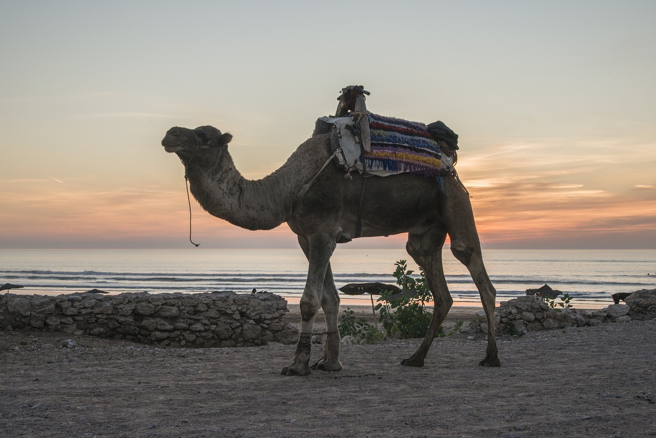 camel  morocco  beach free photo