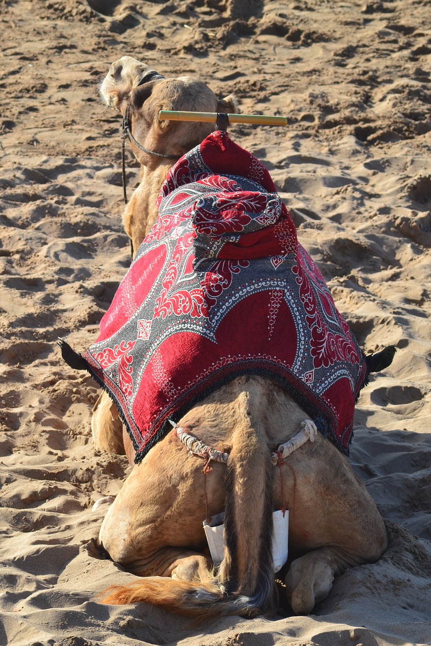 camel  beach  sand free photo