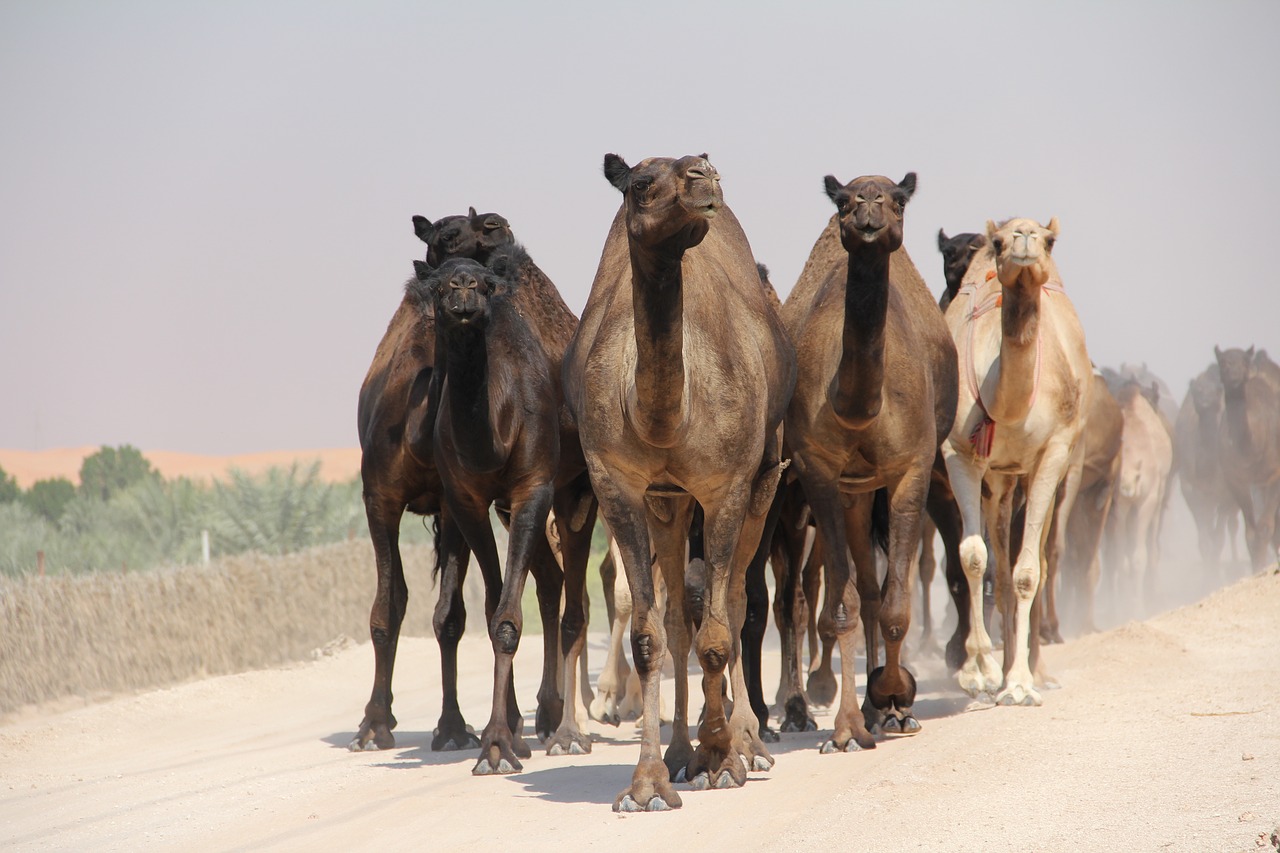 camel  egypt  desert free photo