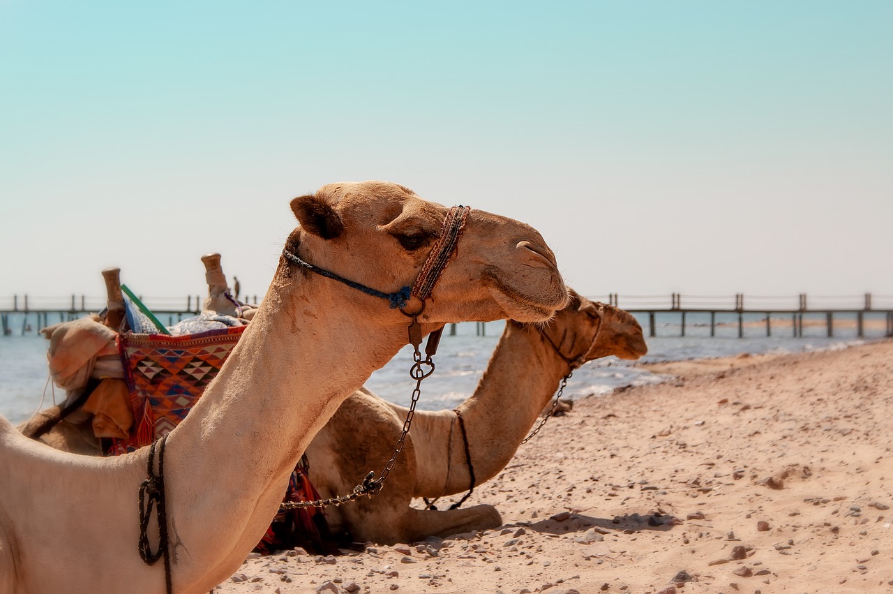 camel  desert  africa free photo