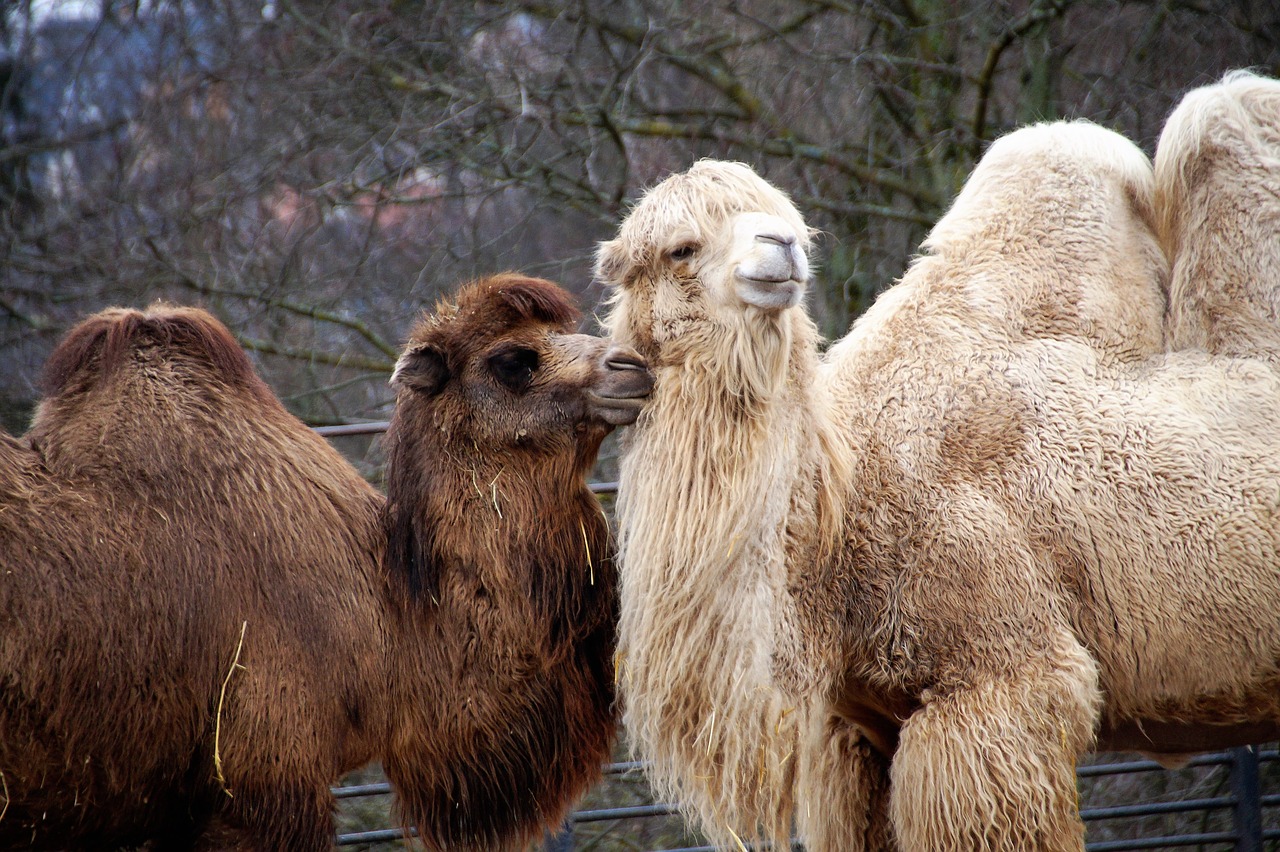 camel  animal  sahara free photo