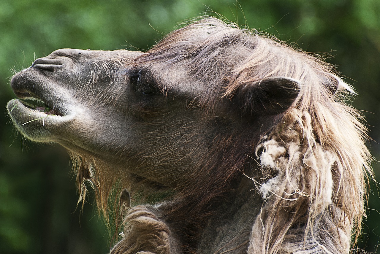 camel  animal portrait  funny free photo