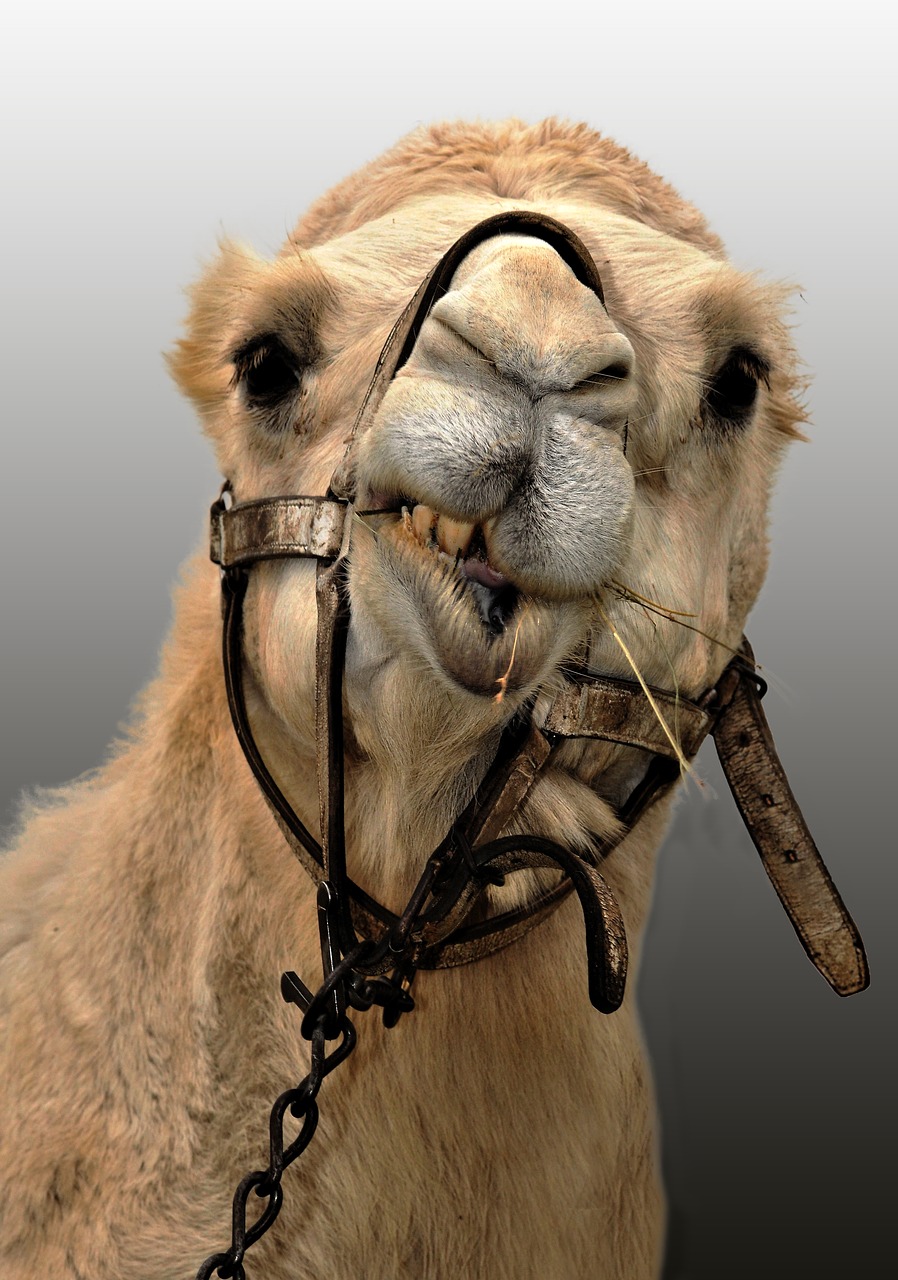 camel  animal  ruminant free photo