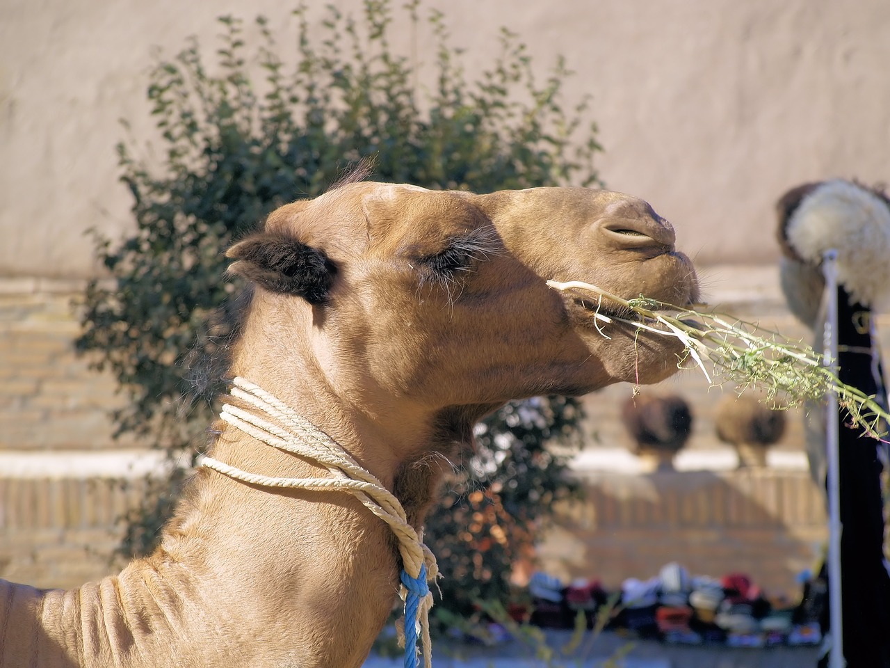 camel  head  animal free photo