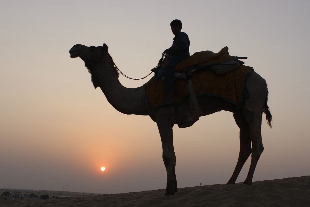 camel  camel safari  desert free photo