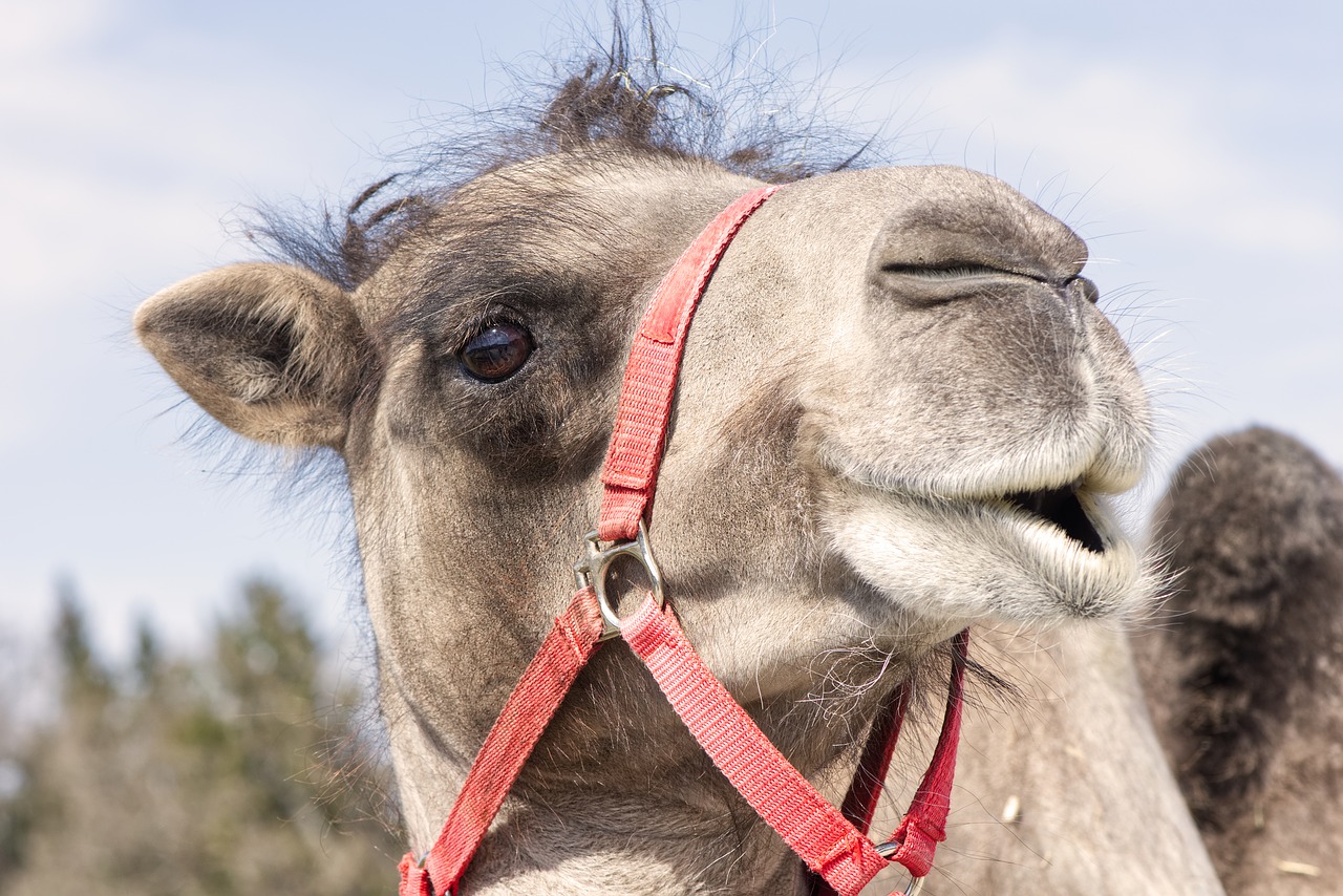 camel  animal photography  animal portrait free photo