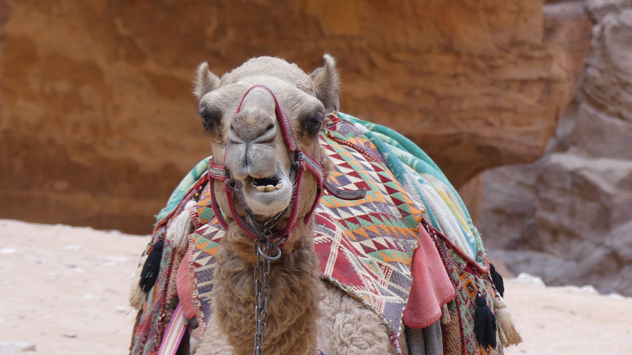 camel  animal  mammals free photo