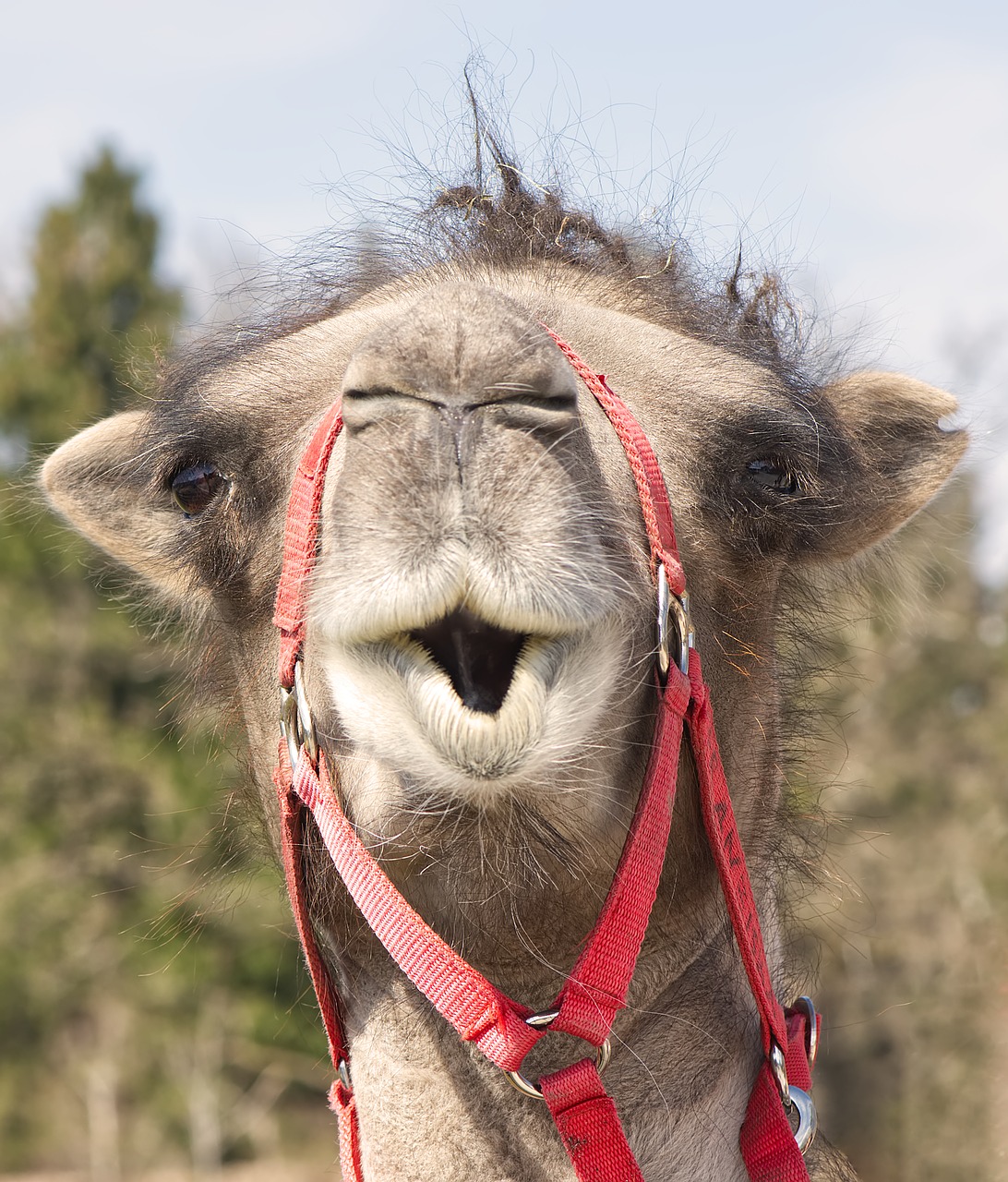 camel  animal photography  animal portrait free photo