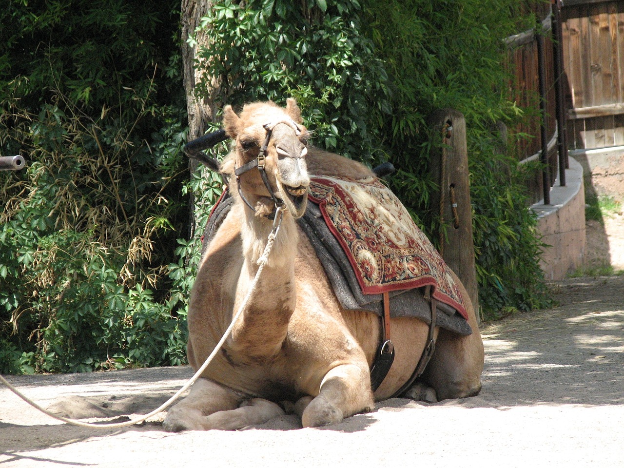 camel animal mammal free photo