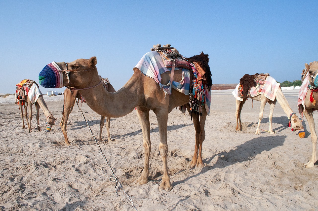 camel  qatar  desert free photo