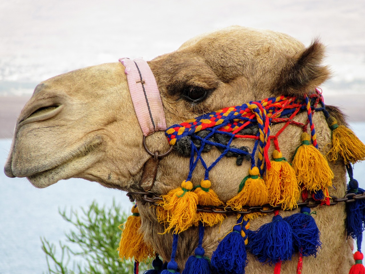 camel  camels  desert free photo