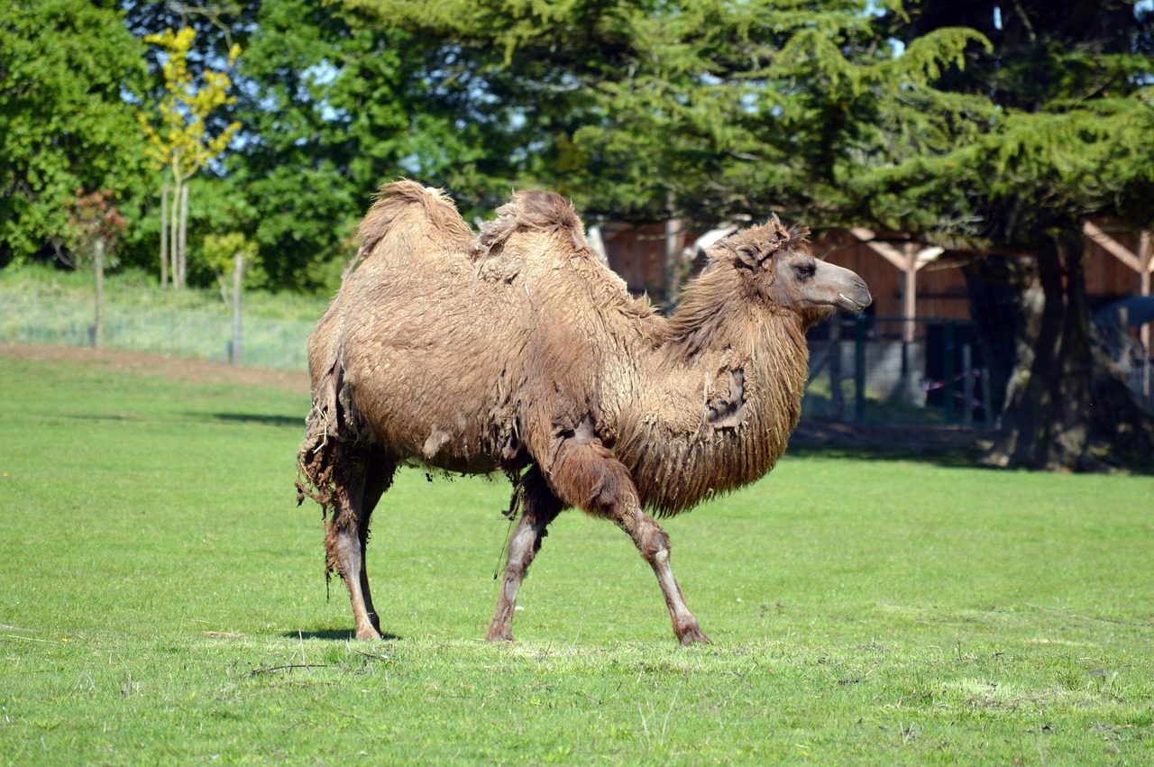camel  camelid  nature free photo