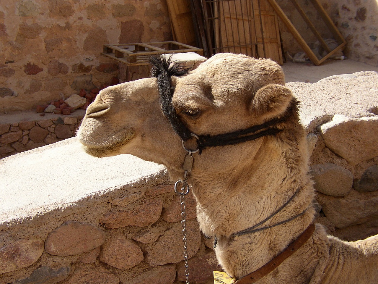 camel egypt animal free photo