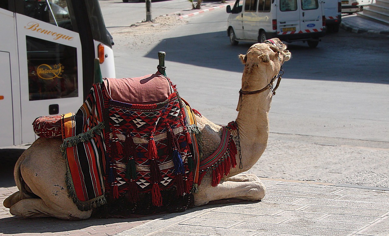camel animal resting free photo