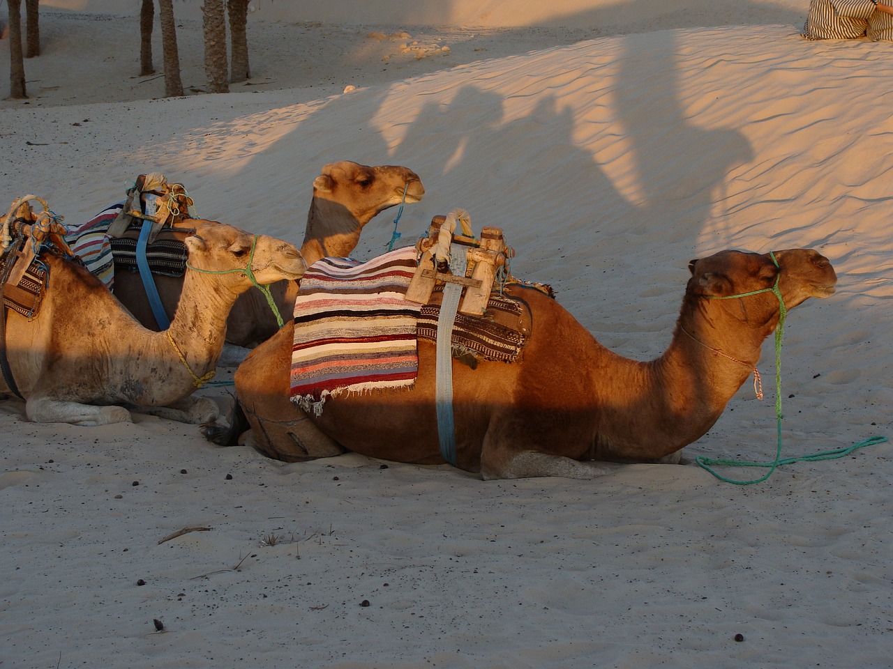 camel  sand  desert free photo